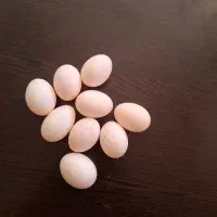 تخم کبوتر تازه