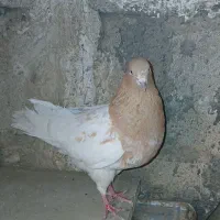 کبوتر کفتر