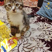 سرپرستی گربه نر۳تا ۴ ماهه قبول میکنم