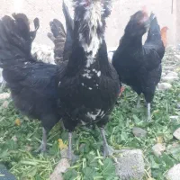 تخم مرغ نطفه دار برای جوجه کشی گلپر بیضا