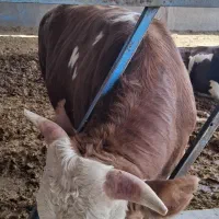 گوساله سمینتال کشتاری