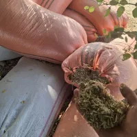کاه یونجه کیلو ۲۵
