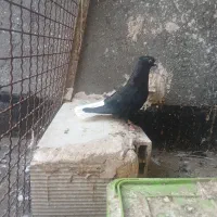دم سفید.سرخ .زاغ. کفتر