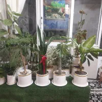 تمامی گلها به فروش میرسد