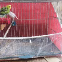 مرغ عشق معاوضه با کبوتر