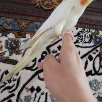 عروس هلندی نر دستی