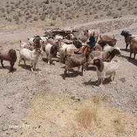 نری