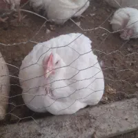 مرغ گوشنی ارگانیگ بالای ۲۰۵