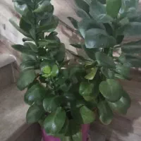 فروش گل و گیاه آپارتمانی شاداب