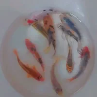 ماهی کوی قرمز چشم تلسکوپی