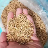 گندوم بذری دیمه درجه یک