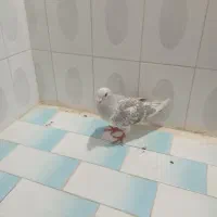 کبوتر ماده پلنگ مصری مگس