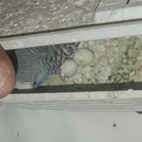پرنده