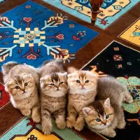 توله بیریتیش و اسکاتیش