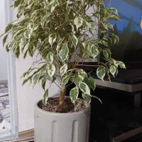 گیاه بنجامین