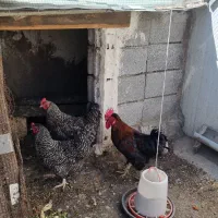 مرغ اصل پلیموت