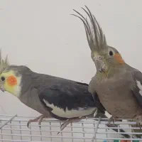 یک جفت عروس هلندی