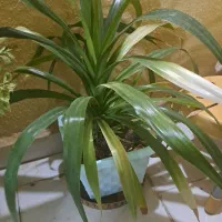 گل پاندانوس