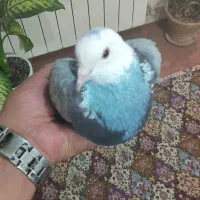 پرنده