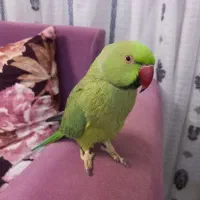 ملنگو ماده