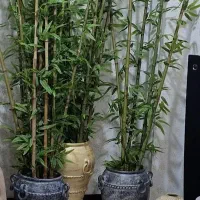 سلام. بامبوبرگ دار