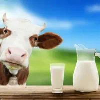 نیازمند سرمایه واسه گاوداری
