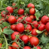 به تعداد ۵ نفر جهت همکاری در گوجه