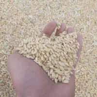 گندم کلتی (قلاوندی) کاملا اورگانیک