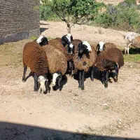 12عدد نر دشتی چال