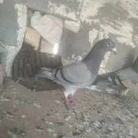 یک جفت کبوتر پلاک