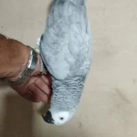 کاسکو  رام صحبتی ماده