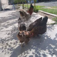 مرغ خروس محلی
