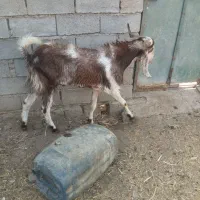 بز هندیجان روستای حسین اباد