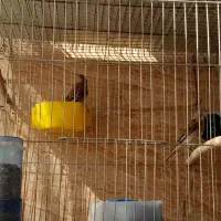 فروش یا معاوضه یک جفت سینه سرخ