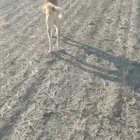 سگ ۶ماه توله سگ گله