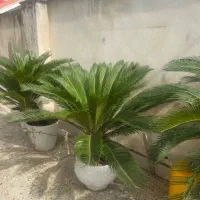 سیکاس سرحال و شاداب