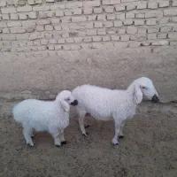 میش زاییده جوان