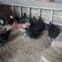 مرغ و خروس