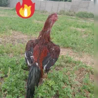 لاری افغان