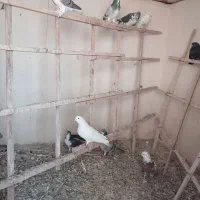 کبوتر تهرانی و دمگیر