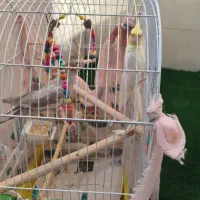 عروس هلندی نر و ماده نیمه رام همراه با قفس