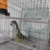 راهب نر بالغ و جوجه راهب