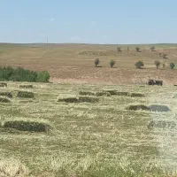 یونجه ختنه