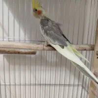 عروس هلندی نر
