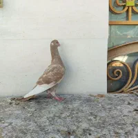 قره کرمانی ماده
