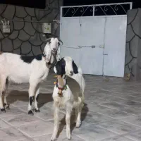 بز جوان با بزغاله بزرگ