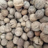 گردو پوست کاغذی ۴ماهه