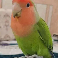 طوطی برزیلی