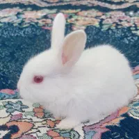 بچه خرگوش خونگی بازیگوش