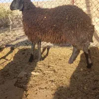 ۱ راس بره ماده